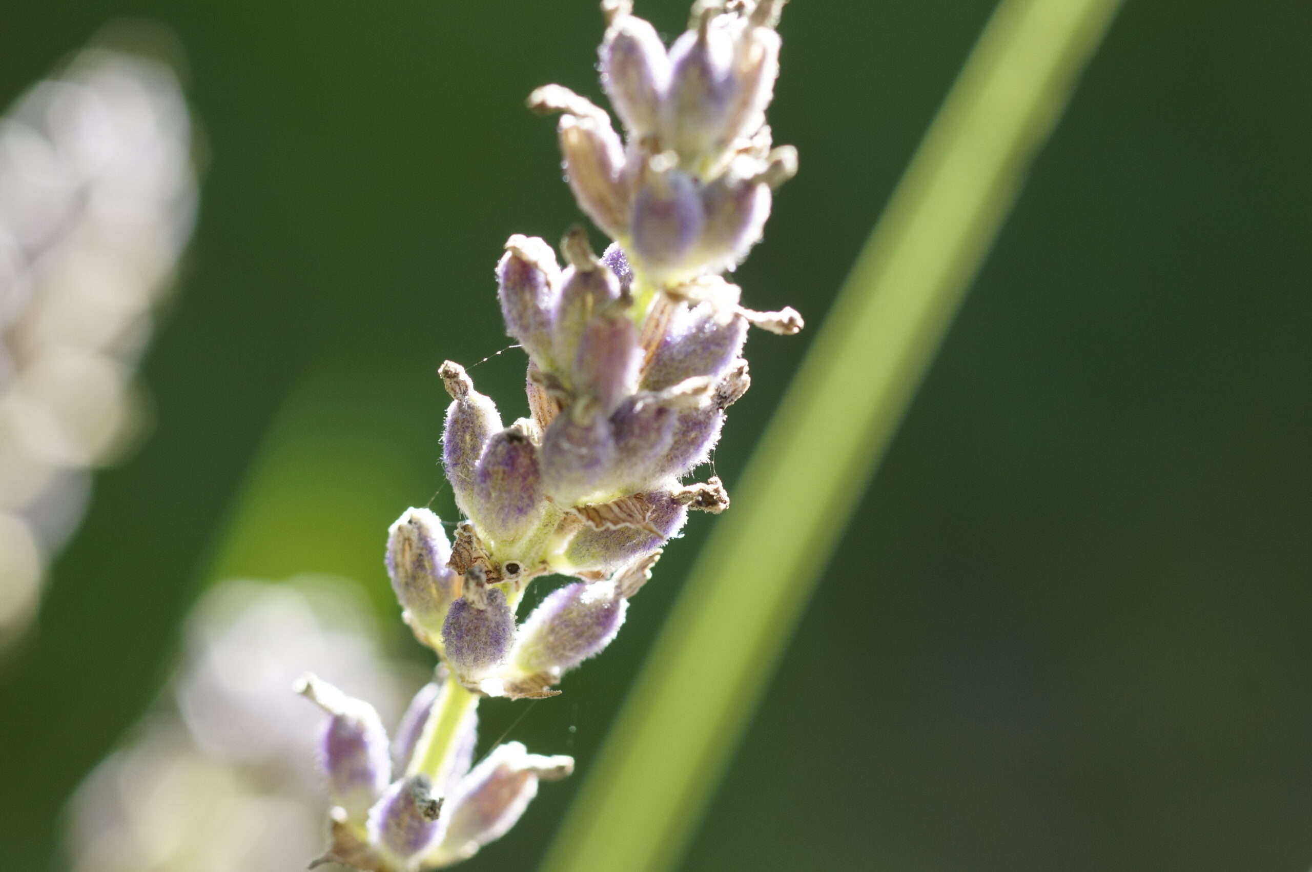 Lavendel